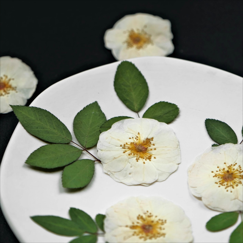 6pcs,9pcs,Nature White Rose Pr - Resin Craft Ideas review and price